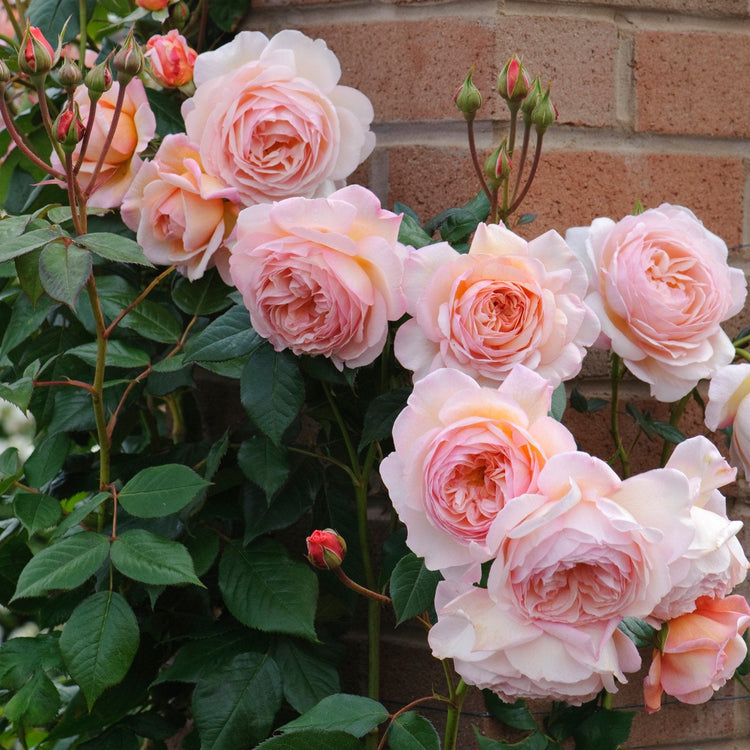 🎁 A Shropshire Lad (100% off)